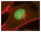 Immunoglobulin Heavy Constant Gamma 1 (G1m Marker) antibody, A-11063, Invitrogen Antibodies, Immunofluorescence image 