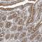 Otopetrin 1 antibody, HPA035599, Atlas Antibodies, Immunohistochemistry paraffin image 