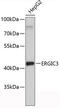 ERGIC And Golgi 3 antibody, 19-459, ProSci, Western Blot image 