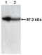 T-Complex 1 antibody, orb109168, Biorbyt, Western Blot image 