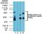 Transportin 1 antibody, PA1-41516, Invitrogen Antibodies, Western Blot image 