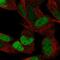 Estrogen Related Receptor Gamma antibody, HPA044678, Atlas Antibodies, Immunofluorescence image 