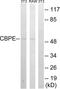 Carboxypeptidase E antibody, LS-B9256, Lifespan Biosciences, Western Blot image 