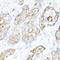 Minichromosome Maintenance Complex Binding Protein antibody, orb136994, Biorbyt, Immunohistochemistry paraffin image 