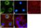 Erb-B2 Receptor Tyrosine Kinase 3 antibody, MA5-13040, Invitrogen Antibodies, Immunofluorescence image 