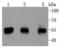 Phosphatase And Tensin Homolog antibody, A00006-3, Boster Biological Technology, Western Blot image 