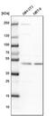 Charged Multivesicular Body Protein 7 antibody, PA5-57525, Invitrogen Antibodies, Western Blot image 
