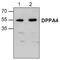 Developmental pluripotency-associated protein 4 antibody, TA318970, Origene, Western Blot image 