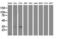Annexin A3 antibody, M04796-1, Boster Biological Technology, Western Blot image 