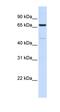 Acyl-CoA Synthetase Long Chain Family Member 5 antibody, orb330504, Biorbyt, Western Blot image 