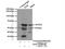 Embryonic Ectoderm Development antibody, 16818-1-AP, Proteintech Group, Immunoprecipitation image 