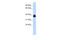 Orthopedia Homeobox antibody, 25-218, ProSci, Enzyme Linked Immunosorbent Assay image 