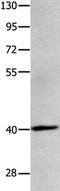 MAGE Family Member B4 antibody, PA5-50234, Invitrogen Antibodies, Western Blot image 