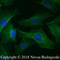 Tubulin antibody, NB600-936, Novus Biologicals, Immunocytochemistry image 