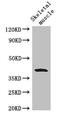 Cellular Communication Network Factor 4 antibody, CSB-PA026119LA01HU, Cusabio, Western Blot image 