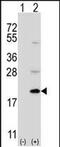 Ubiquitin-Fold Modifier Conjugating Enzyme 1 antibody, PA5-49526, Invitrogen Antibodies, Western Blot image 