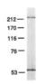 DNA Polymerase Epsilon 3, Accessory Subunit antibody, MA1-16509, Invitrogen Antibodies, Western Blot image 