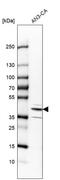 Reticulocalbin 3 antibody, HPA050402, Atlas Antibodies, Western Blot image 