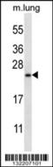 RHEB Like 1 antibody, 56-656, ProSci, Western Blot image 