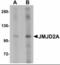 Lysine Demethylase 4A antibody, orb94323, Biorbyt, Western Blot image 