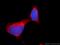 DDHD Domain Containing 2 antibody, 25203-1-AP, Proteintech Group, Immunofluorescence image 