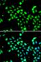 Calumenin antibody, orb373417, Biorbyt, Immunocytochemistry image 