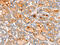 ACOX2 antibody, CSB-PA246246, Cusabio, Immunohistochemistry frozen image 