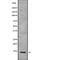 C-X-C Motif Chemokine Ligand 13 antibody, abx149632, Abbexa, Western Blot image 