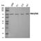 TNF Receptor Superfamily Member 1B antibody, A01437-1, Boster Biological Technology, Western Blot image 