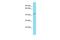 Family With Sequence Similarity 214 Member B antibody, PA5-71133, Invitrogen Antibodies, Western Blot image 