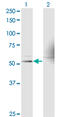 Retinoid X Receptor Alpha antibody, LS-C139110, Lifespan Biosciences, Western Blot image 