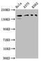 Par-3 Family Cell Polarity Regulator antibody, LS-C371660, Lifespan Biosciences, Western Blot image 