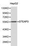 STEAP3 Metalloreductase antibody, LS-B12385, Lifespan Biosciences, Western Blot image 