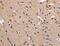 Alpha-1-antitrypsin antibody, MBS2518991, MyBioSource, Immunohistochemistry frozen image 