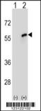 Cell Division Cycle 20 antibody, 63-799, ProSci, Western Blot image 