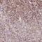 SCO Cytochrome C Oxidase Assembly Protein 2 antibody, NBP2-47287, Novus Biologicals, Immunohistochemistry frozen image 