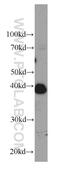 MAP3K12 Binding Inhibitory Protein 1 antibody, 66102-1-Ig, Proteintech Group, Western Blot image 