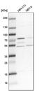 Lysyl-TRNA Synthetase antibody, PA5-59524, Invitrogen Antibodies, Western Blot image 