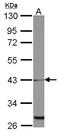 Mitochondrial Ribosomal Protein L39 antibody, NBP2-19405, Novus Biologicals, Western Blot image 