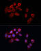 Caspase 8 antibody, 13-984, ProSci, Immunofluorescence image 