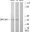 Olfactory Receptor Family 13 Subfamily H Member 1 antibody, GTX87828, GeneTex, Western Blot image 