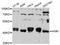 WD Repeat And SOCS Box Containing 1 antibody, abx126795, Abbexa, Western Blot image 