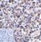 Lymphocyte Activating 3 antibody, RF16088, ProSci, Immunohistochemistry paraffin image 