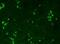 Cytochrome P450 Family 11 Subfamily A Member 1 antibody, NBP1-85368, Novus Biologicals, Immunofluorescence image 