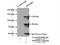 Pre-MRNA Processing Factor 40 Homolog A antibody, 17392-1-AP, Proteintech Group, Immunoprecipitation image 