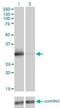 Zinc Finger Protein 174 antibody, H00007727-M01, Novus Biologicals, Western Blot image 