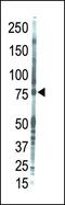 Protein Kinase C Theta antibody, PA5-13755, Invitrogen Antibodies, Western Blot image 