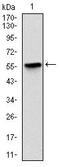 BPI Fold Containing Family B Member 1 antibody, MA5-17112, Invitrogen Antibodies, Western Blot image 