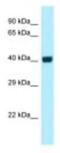 G Protein-Coupled Receptor 3 antibody, NBP1-98282, Novus Biologicals, Western Blot image 