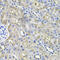 Aconitase 1 antibody, 23-238, ProSci, Immunohistochemistry frozen image 